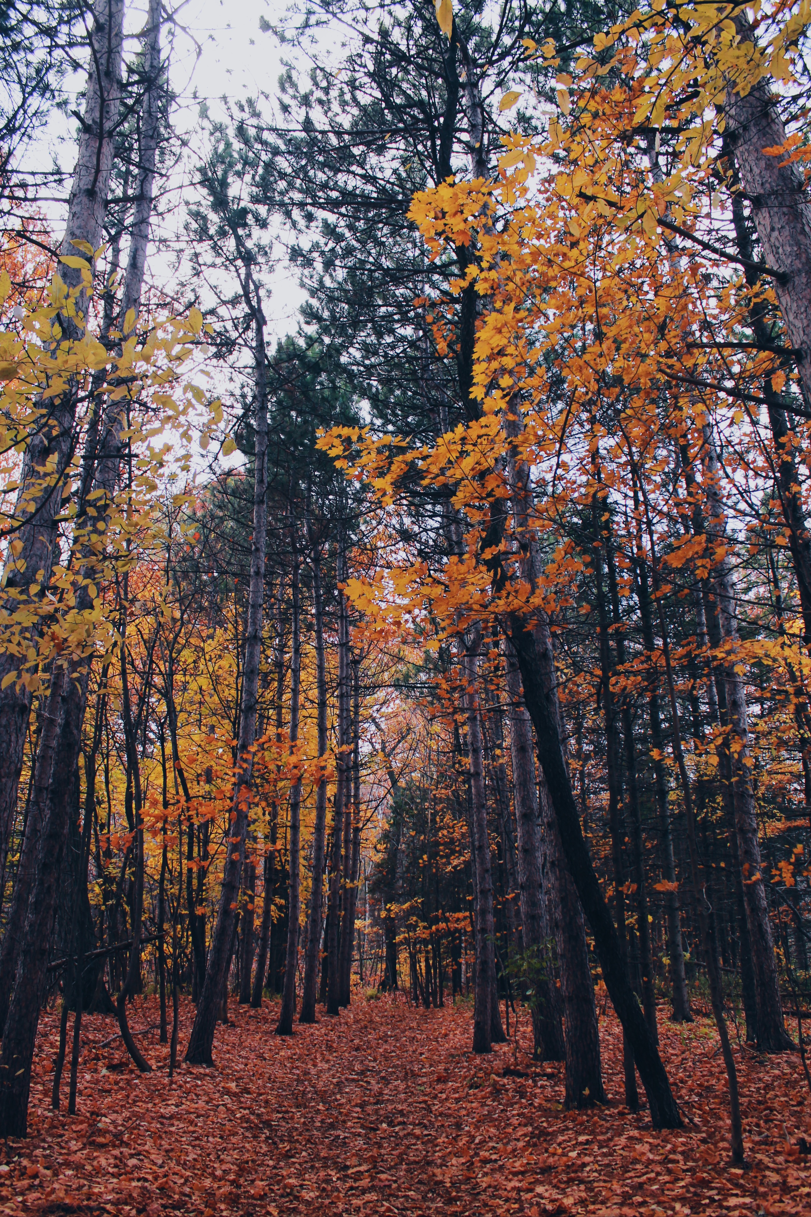 Tall trees on Mont-Royal